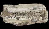 Mosasaur Bone Section - Montana #71279-1